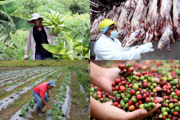 El sector agropecuario fortalece el músculo exportador de Nicaragua
