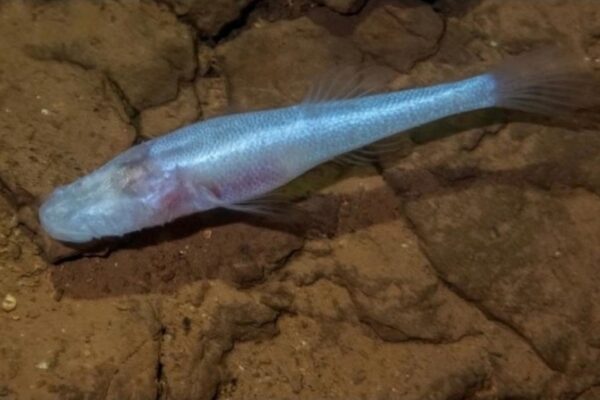 Hallan una nueva y rara especie de pez sin ojos que parece sacado de una serie de ciencia ficción