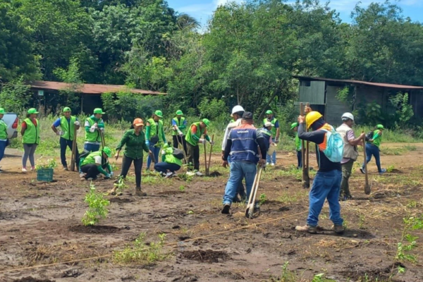 Siembran 11 mil árboles en el occidente de Nicaragua para proteger fuentes de agua