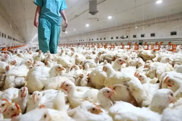 Australia se prepara “para lo peor” tras presuntos casos de gripe aviar