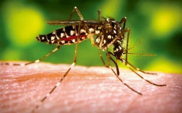 Neumonía disminuye mientras aumentan los casos de dengue, malaria, influenza y chikungunya
