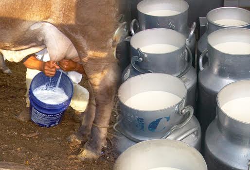 Producción lechera supera los 89 millones de galones