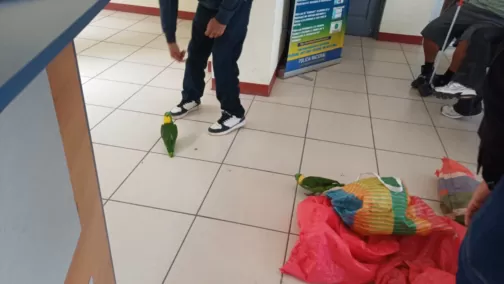 Marena rescata y pone en resguardo a 10 animales silvestres en Estelí