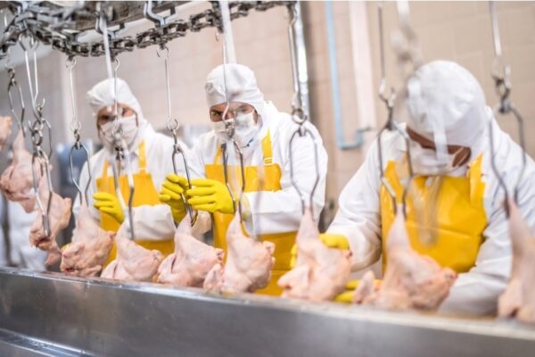 “Esponjas de patógenos”: estudio revela el lado oculto del pollo barato