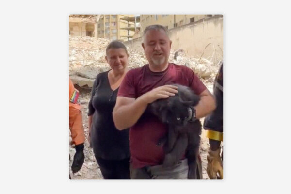 Rescatan a un gato entre los escombros de Caracas 33 días después de los terremotos