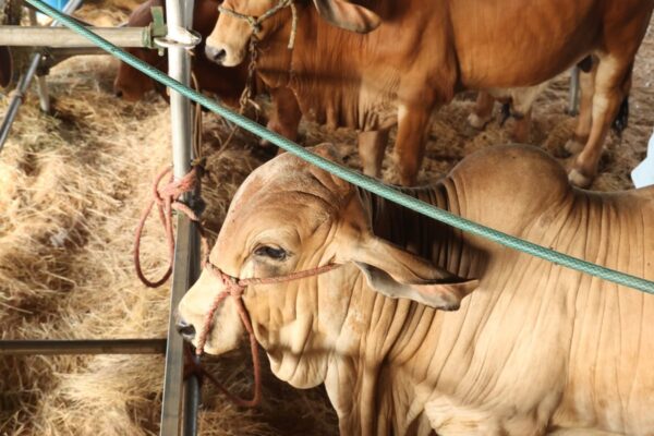 Exportaciones ganaderas podrían superar US$1,330 millones indica el presidente del BCN