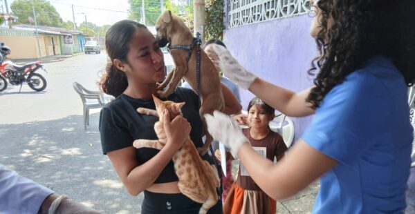 Más de 290 mil perros serán vacunados contra la rabia en Managua