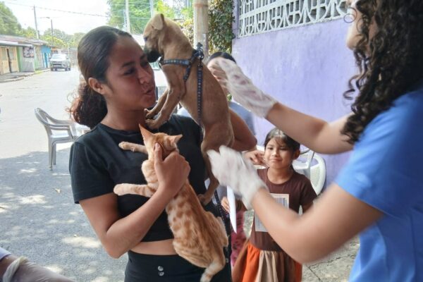Más de 290 mil perros serán vacunados contra la rabia en Managua