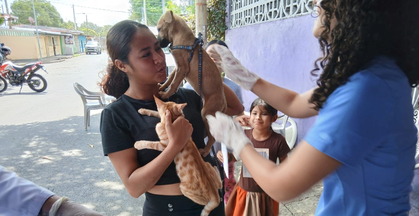 Más de 290 mil perros serán vacunados contra la rabia en Managua