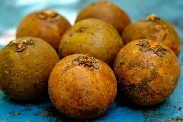 Este país de América Latina planea transformar una fruta en combustible de aviación