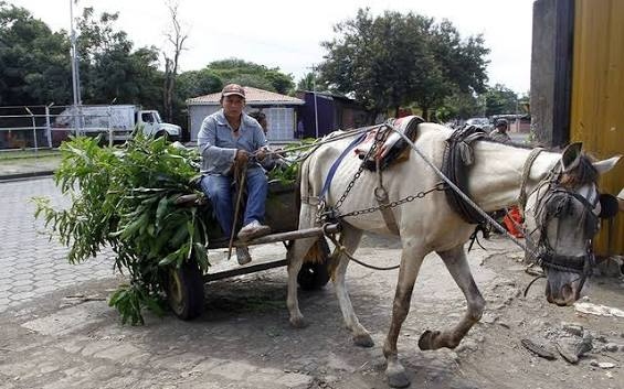 Ciudad Sandino fija multa de C$ 500 a transporte de tracción animal sin recolector de estiércol