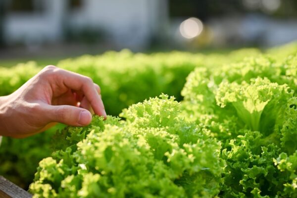 Crean lechugas capaces de producir una proteína que da el sabor de la carne