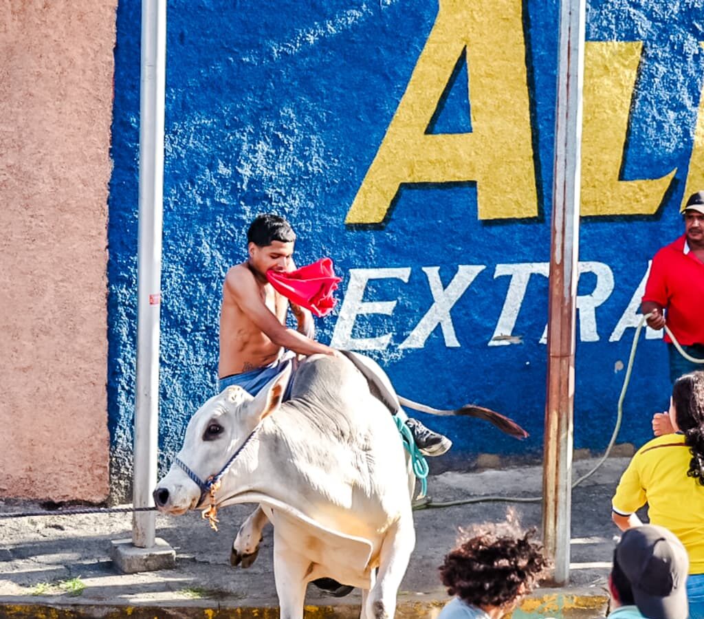 Tradición y algarabía marcan la celebración de las Vacas Culonas