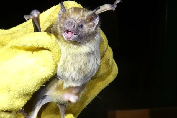 Cámaras identifican cuatro especies de murciélago en la Reserva Volcánica Cerro Negro