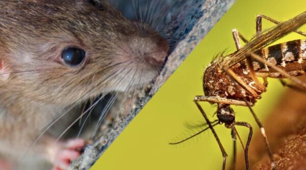 Chikungunya y leptospirosis registran descenso en Nicaragua