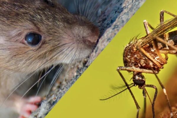Chikungunya y leptospirosis registran descenso en Nicaragua