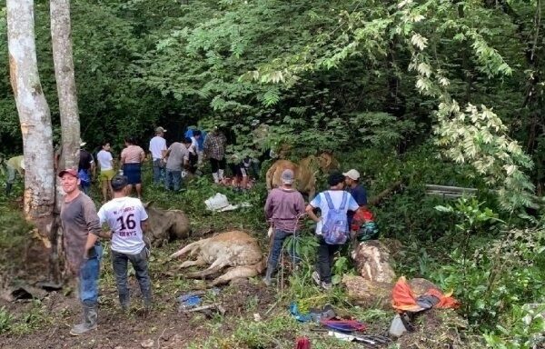 Accidente vial en Matagalpa deja un hombre fallecido y tres reses muertas