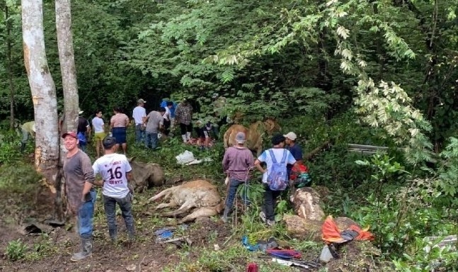 Accidente vial en Matagalpa deja un hombre fallecido y tres reses muertas