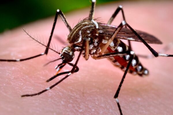 En Nicaragua el chikungunya aumenta 55 casos en la última semana