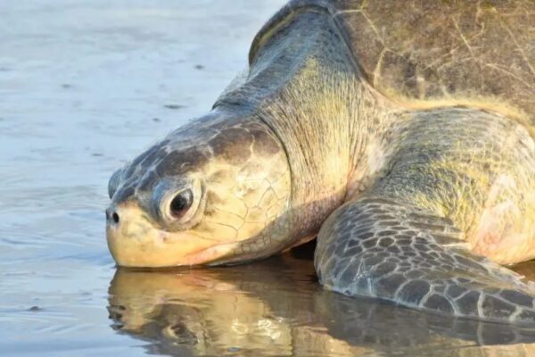 Más de 3 mil tortugas anidan en playas nicaragüenses