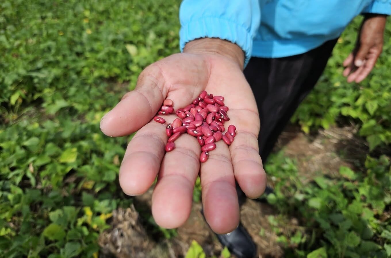 Nicaragua cuenta con la nueva variedad de frijol “Rojo Soberano”, el más resistente al cambio climático