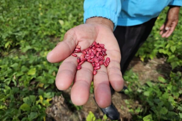 Nicaragua cuenta con la nueva variedad de frijol “Rojo Soberano”, el más resistente al cambio climático