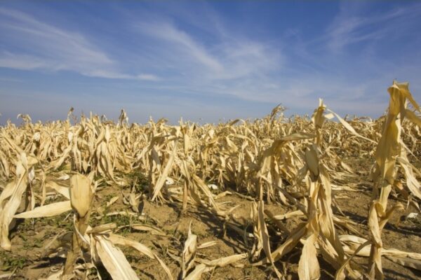 El Niño amenaza con causar pérdidas económicas de billones de dólares