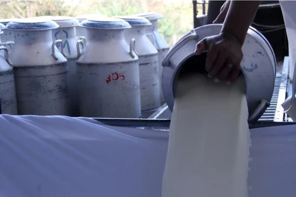 Nicaragua alcanza 216 millones de galones de leche producidos hasta julio de 2026