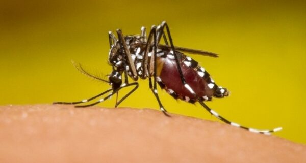 Disminuyen casos de dengue, chikungunya, neumonía e influenza