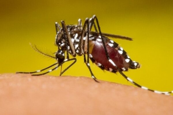 Disminuyen casos de dengue, chikungunya, neumonía e influenza