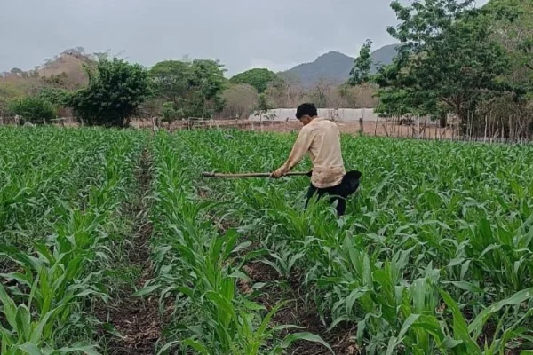 Más de 158 mil familias impulsan la siembra de 232 mil manzanas de maíz en Nicaragua