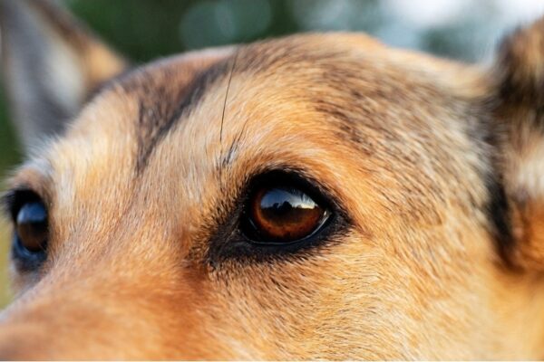 Descubren una extraña forma en la que los perros se comunican con los humanos