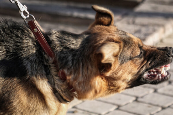 Este país logra erradicar la rabia humana transmitida por perros