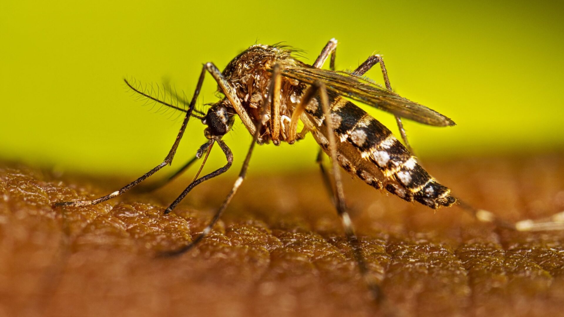 Dengue, chikungunya y neumonía registran descenso en la última semana en Nicaragua