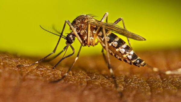 Dengue, chikungunya y neumonía registran descenso en la última semana en Nicaragua