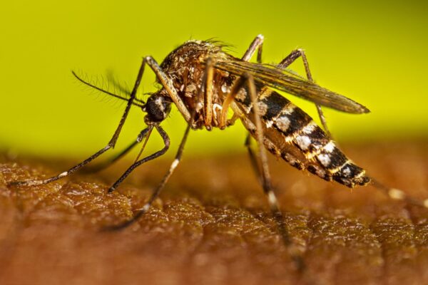 Dengue, chikungunya y neumonía registran descenso en la última semana en Nicaragua