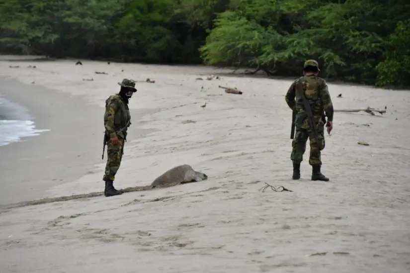 Protegen a más de 30 mil tortugas paslama durante la segunda arribada al refugio La Flor