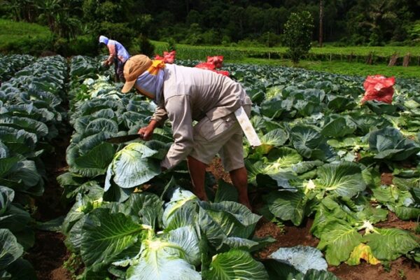 Siembra de primera asegura el consumo y la disponibilidad de alimentos en Nicaragua