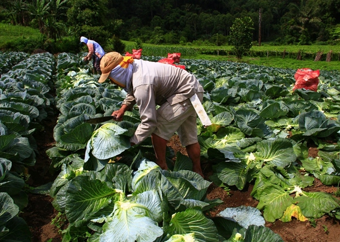 Siembra de primera asegura el consumo y la disponibilidad de alimentos en Nicaragua