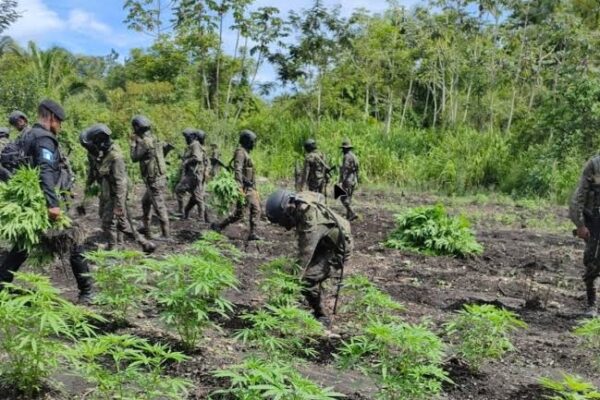 Eliminan más de 23 mil plantas de marihuana en Petén, Guatemala