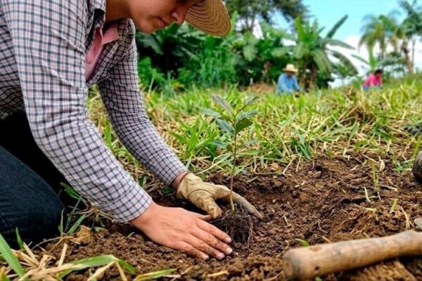 Marena garantiza 300 mil plantas para reforestación en el Caribe Norte