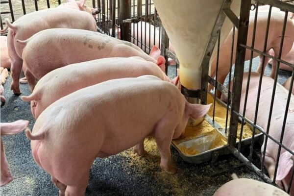 Producción de carne de cerdo alcanza 19.8 millones de libras en 2026