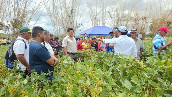 Soya mejorada supera los 35 quintales por manzana en Nicaragua