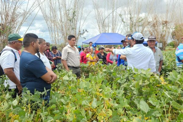 Soya mejorada supera los 35 quintales por manzana en Nicaragua