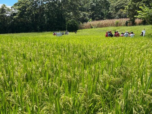 Siembra de arroz de riego alcanza 29,400 manzanas en el ciclo 2026