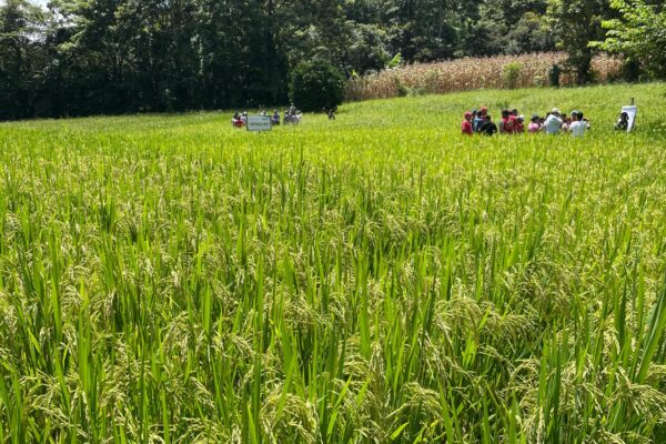 Siembra de arroz de riego alcanza 29,400 manzanas en el ciclo 2026