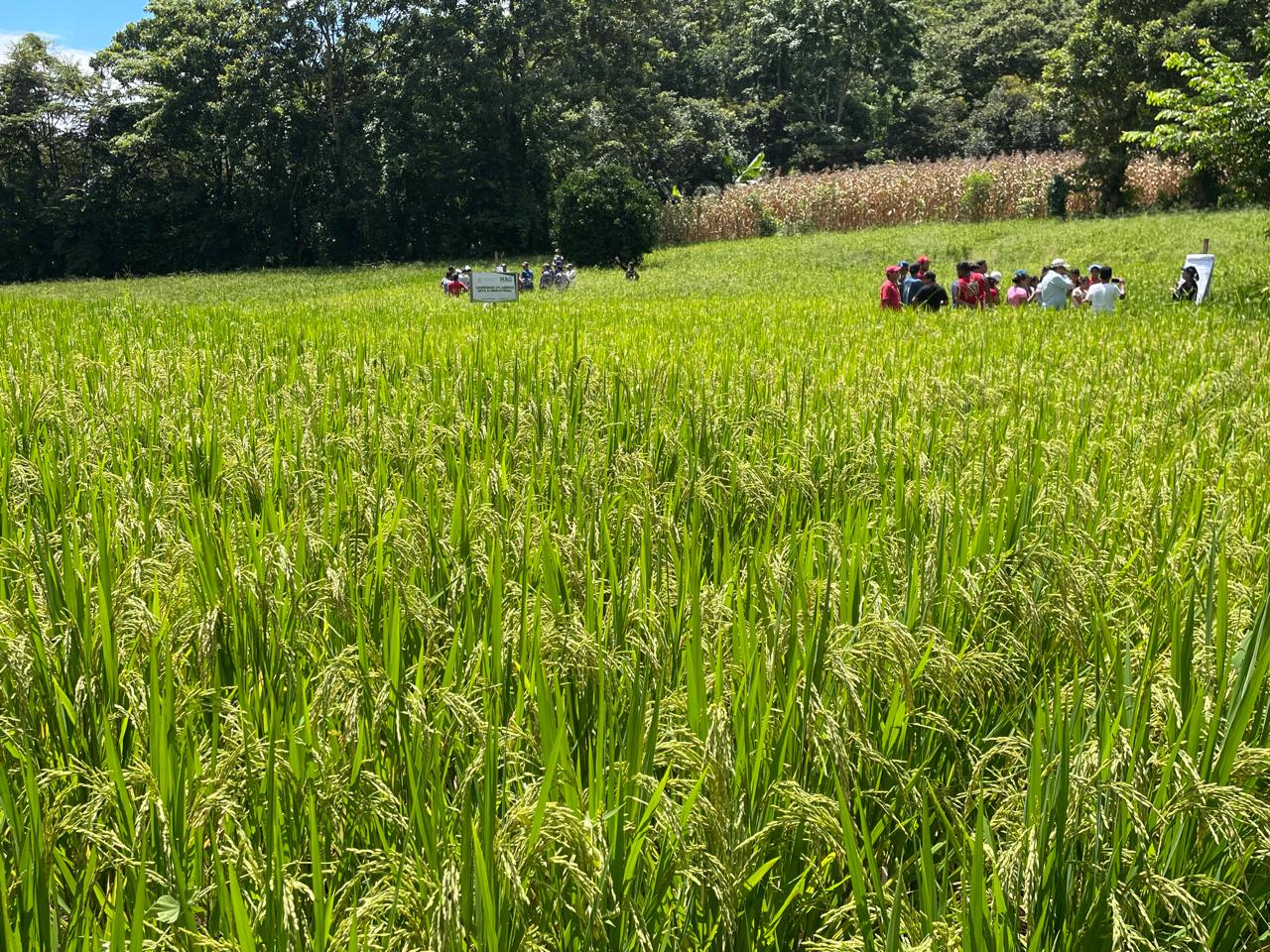 Siembra de arroz de riego alcanza 29,400 manzanas en el ciclo 2026