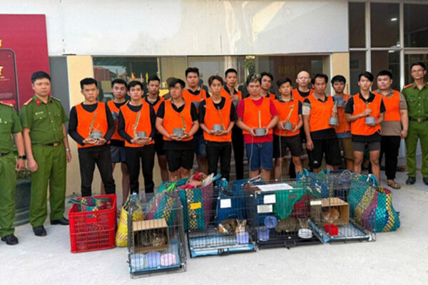 Cae una banda que robó unos 2.700 gatos para venderlos como carne