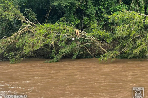 Ejército recupera el cuerpo sin vida de un joven arrastrado por el río Ayapal en Jinotega