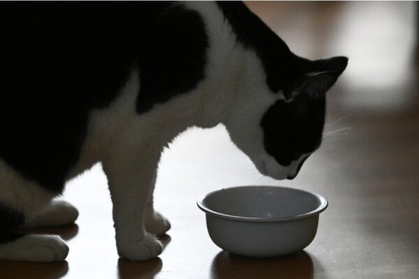 Estudio detecta una sustancia tóxica en el 99 % de los alimentos para gatos